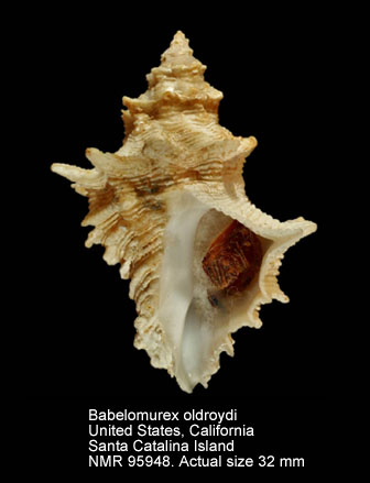 Babelomurex oldroydi.jpg - Babelomurex oldroydi (I.S.Oldroyd,1929)